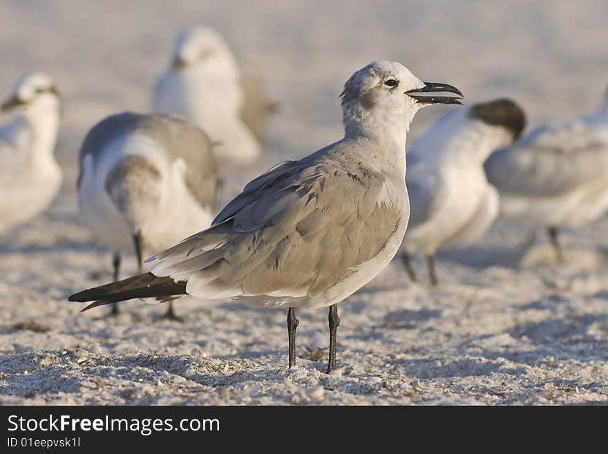 Seagulls on Lido Beach, Florida