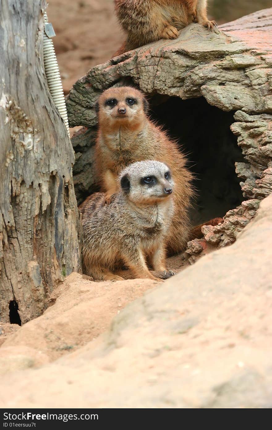 A Meerkat shows it's friendship with a younger Meerkat that's not quite sure. A Meerkat shows it's friendship with a younger Meerkat that's not quite sure.