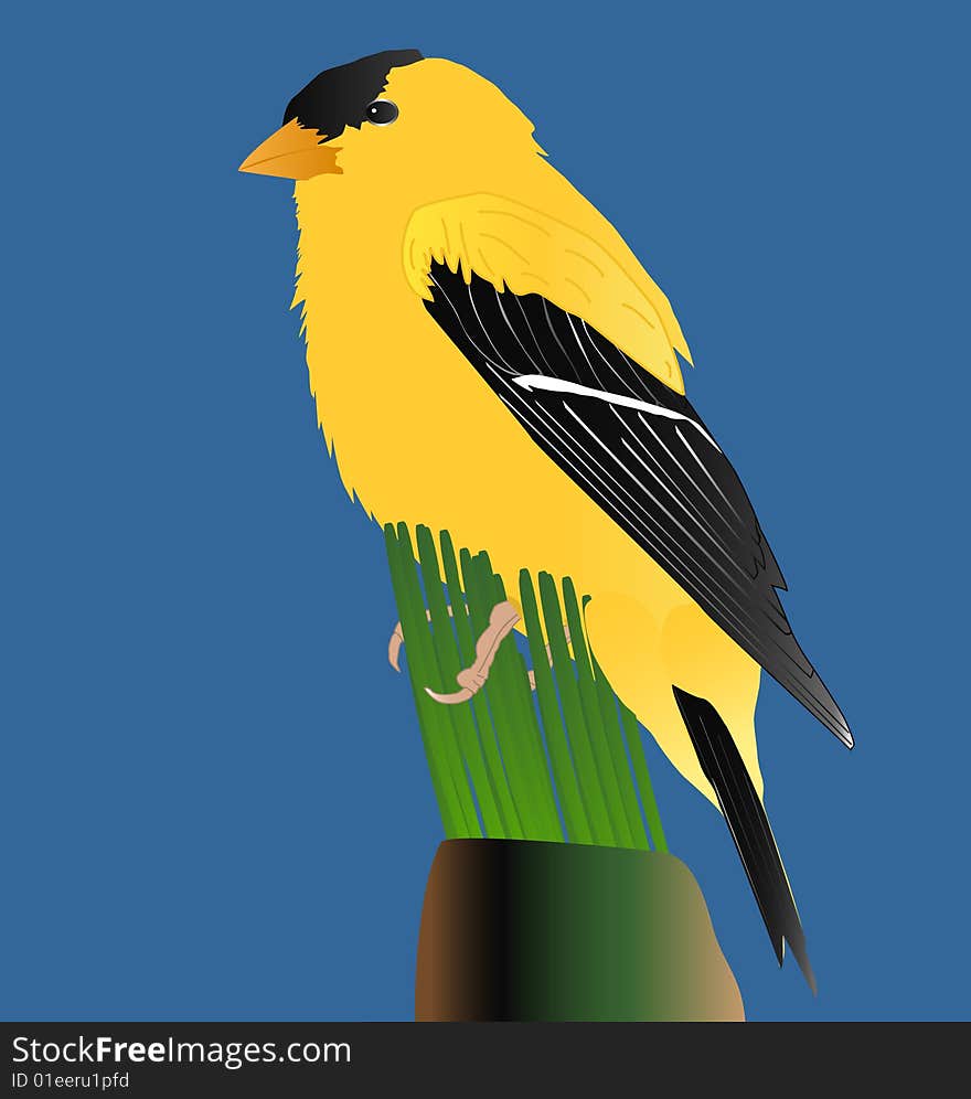 American Gold Finch