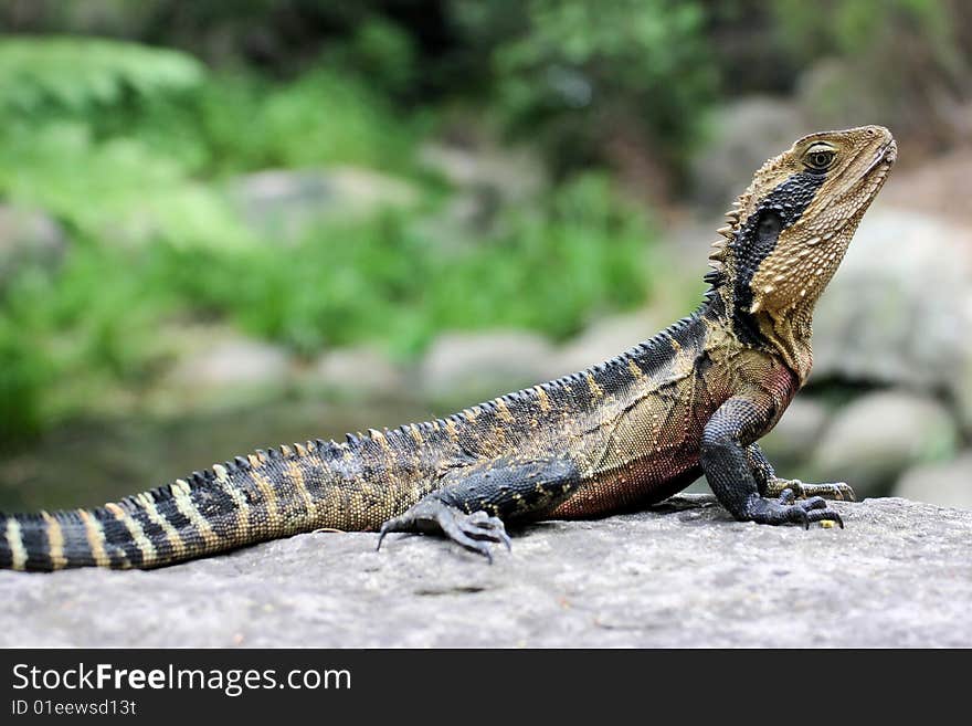 Sunbaking Lizard