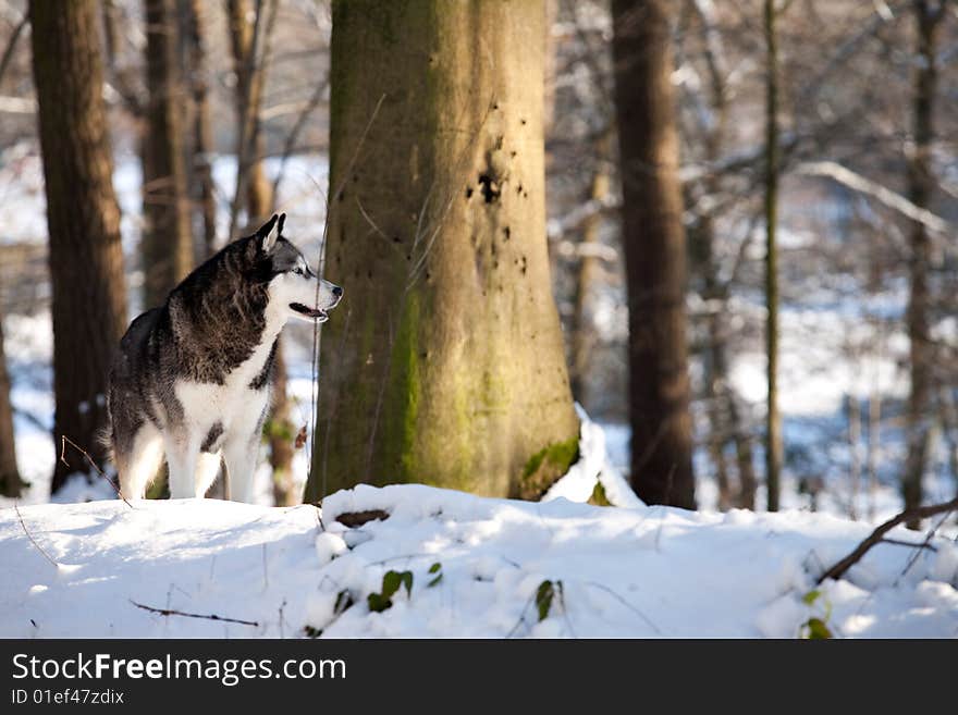 Crossbreed Huskey Malamut looking asid