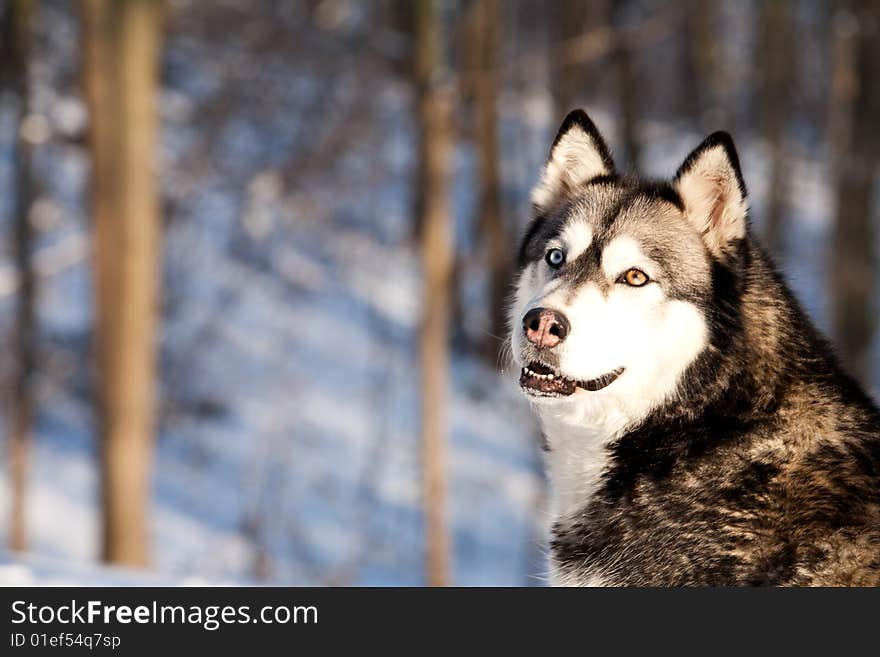 Crossbreed Huskey Malamut in the snow looking behi