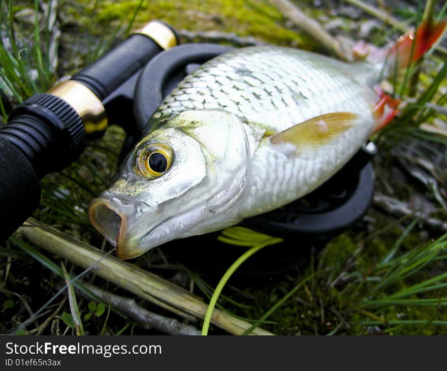 Rudd caught on fly during fly fishing trip from one lake near my town. Rudd caught on fly during fly fishing trip from one lake near my town