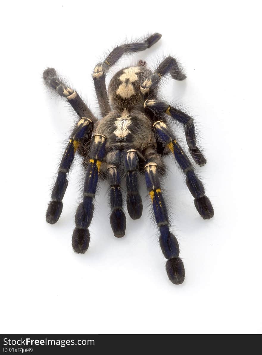 Sapphire Ornamental Tarantula