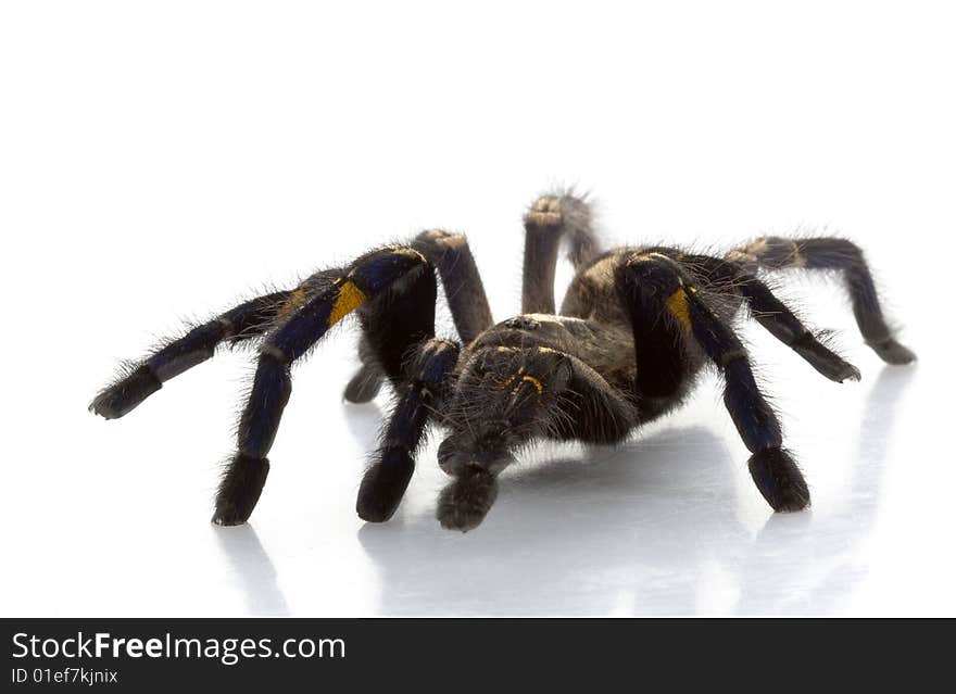 Sapphire Ornamental Tarantula