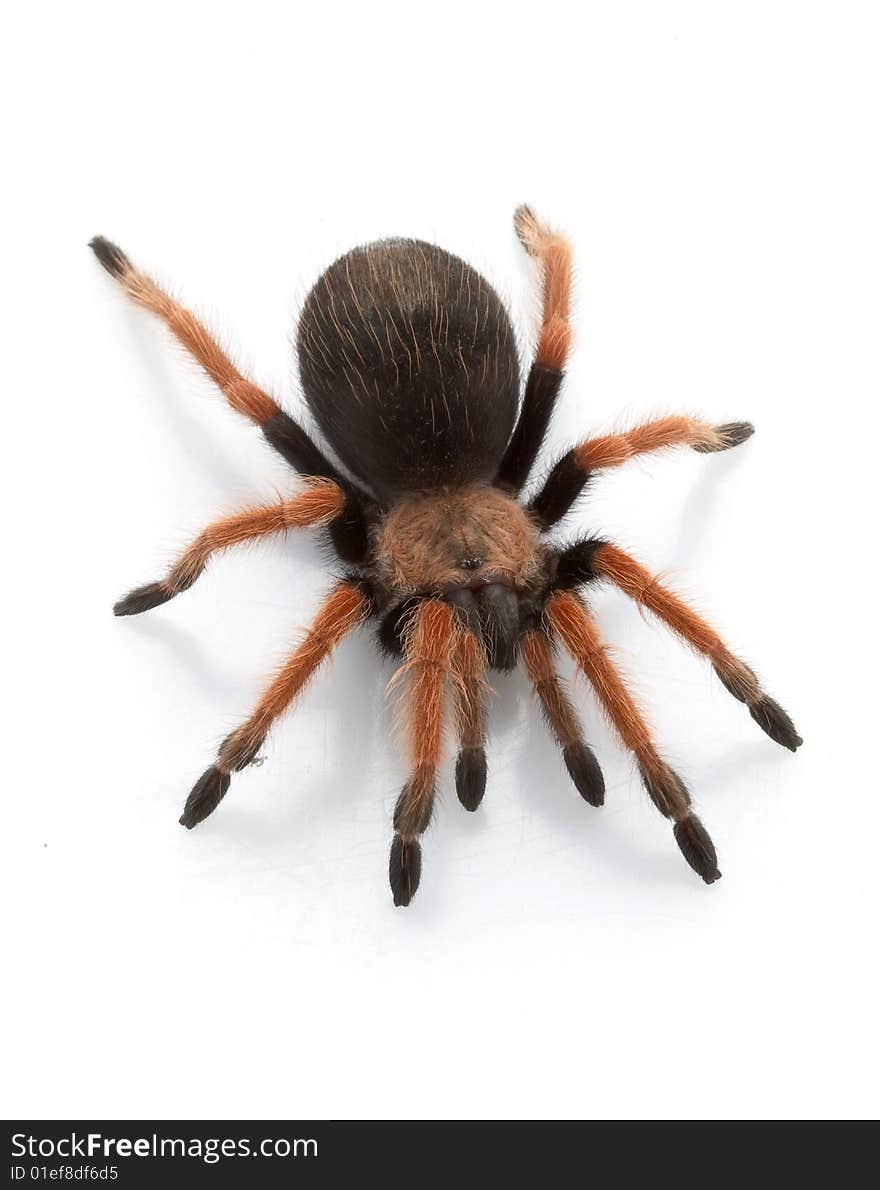 Mexican Red-legged Tarantula (Brachypelma emilia) isolated on white background.