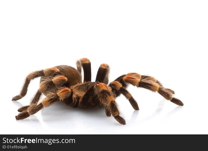 Mexican Redknee Tarantula (Brachypelma smithi) isolated on white background.