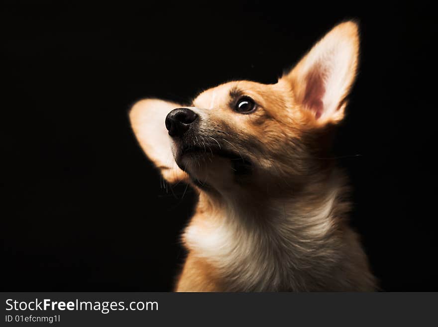 Puppy Welsh Corgi sitting in front of a black  background