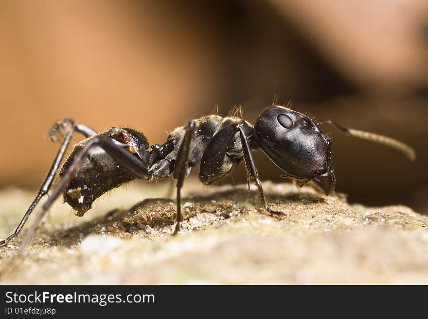 Black Big Head Ant on stone and brown back ground