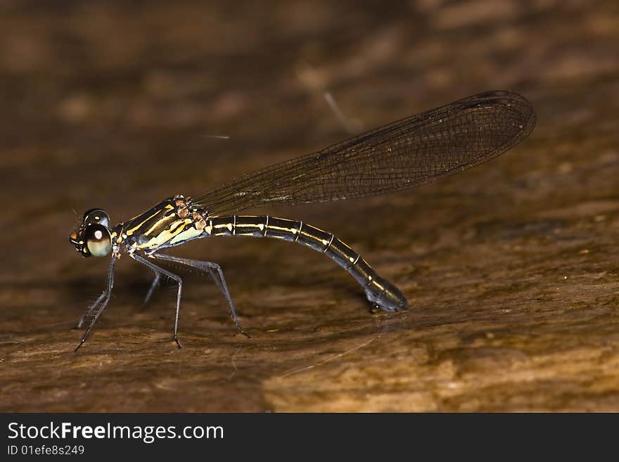 Damselfly full body with brown back ground