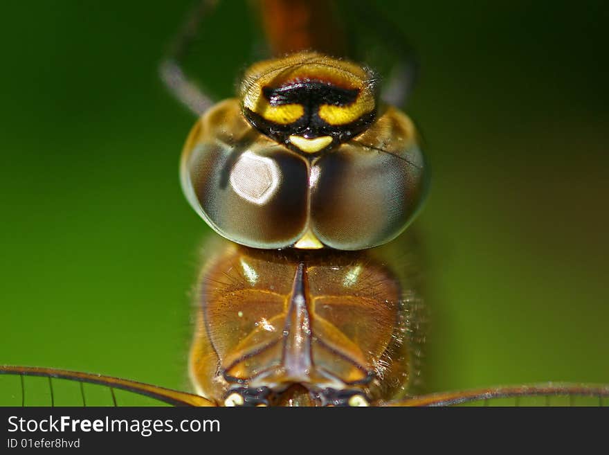 Close up of the head and eyes of a dragonfly. Close up of the head and eyes of a dragonfly