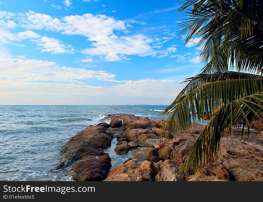 Stones on the sea and palm tree