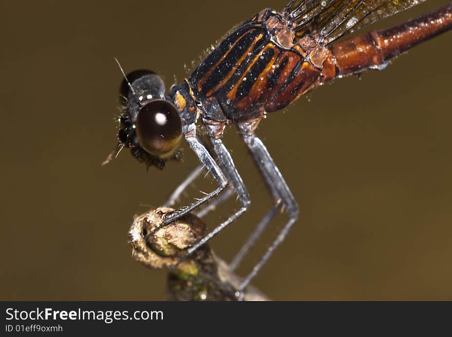 Brown black stripe Damselfly Close up