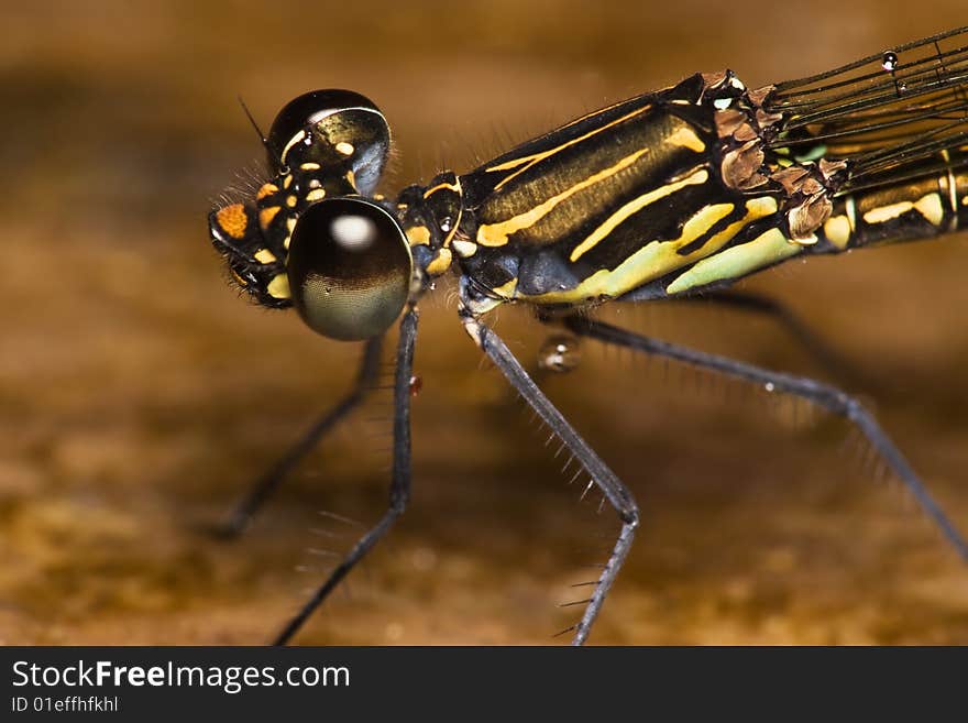 Brown black stripe Damselfly Close up