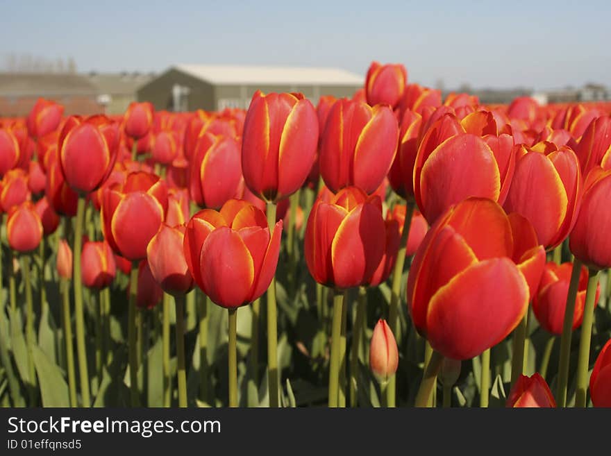 A close-up view of tulip field (bulb field) with a barn in the background. An agricultural industry in Holland.