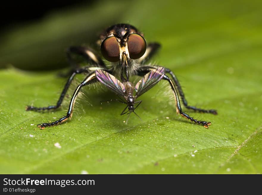 Robberfly having meal