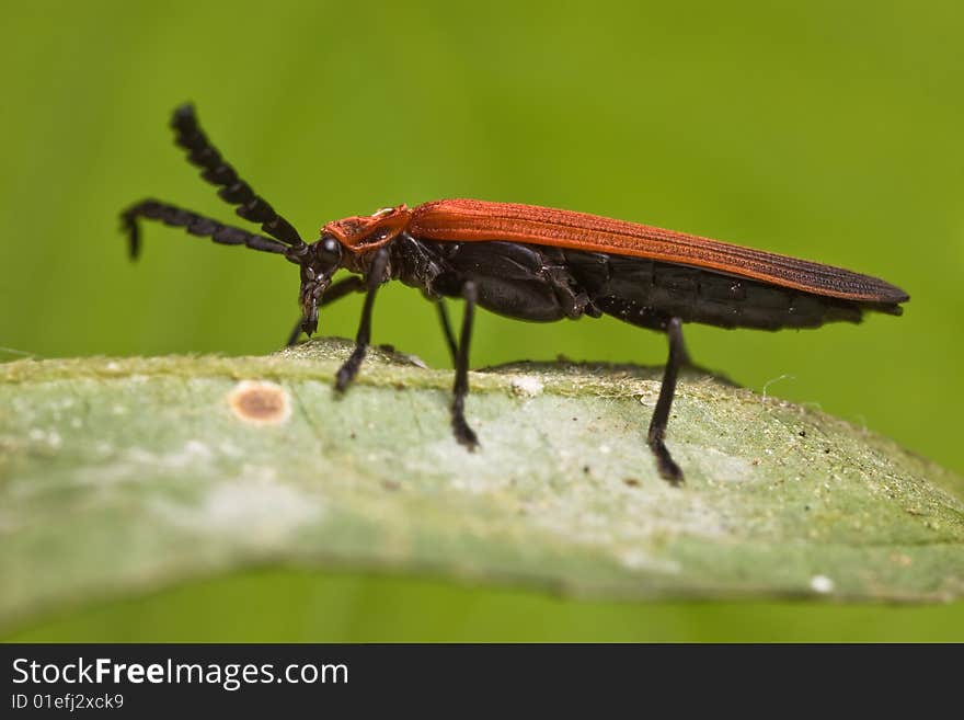 Long-nosed lycid Beetle