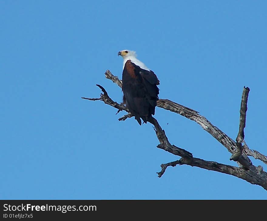 African Fish Eagle