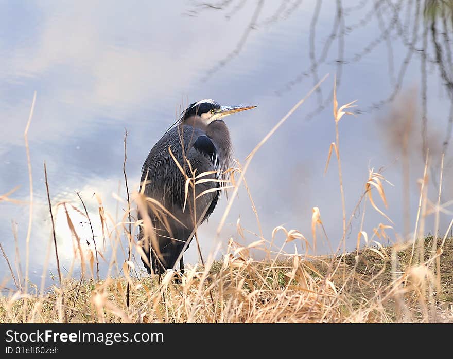 Blue Heron