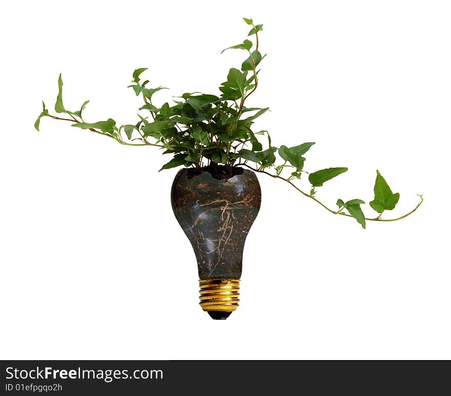 Plant growing in broken light bulb full of dirt. Plant growing in broken light bulb full of dirt