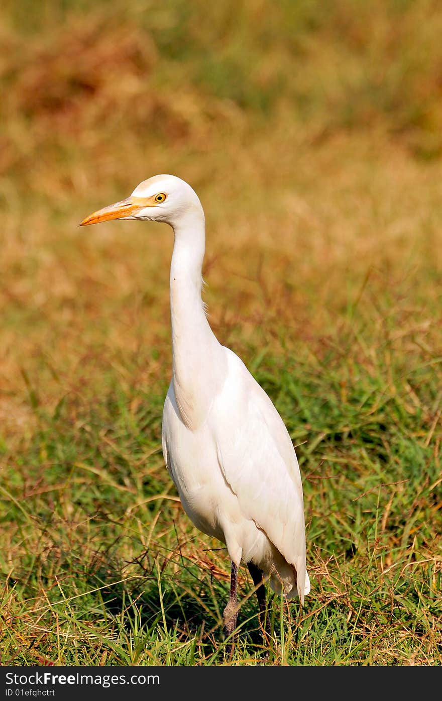 White cattle egret looking great on green grass.