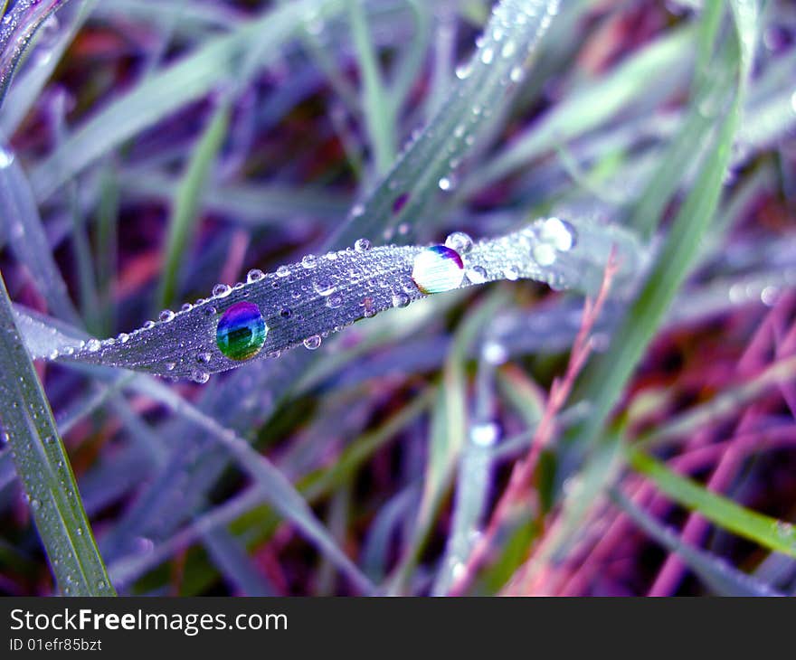 Water drops on grass closeup. Water drops on grass closeup