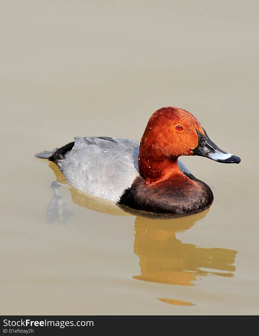 Duck looking great in blue water.