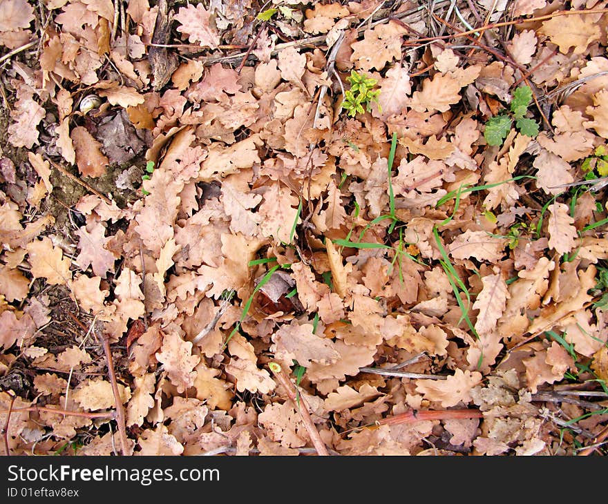 Cover of leaves in autumn. Cover of leaves in autumn