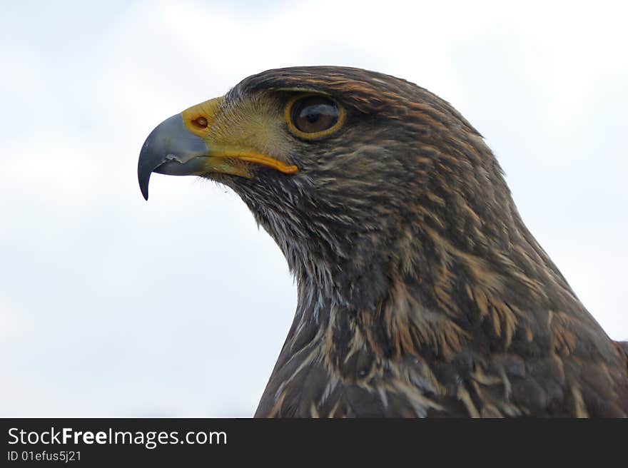 Eagle close up