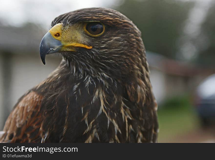 Eagle close up