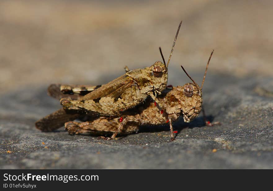 Two grasshoppers