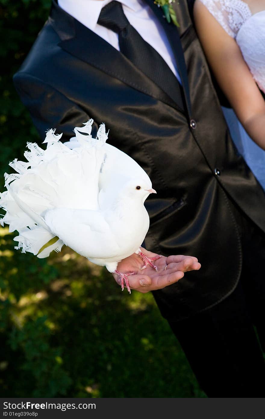 White pigeon on the hand