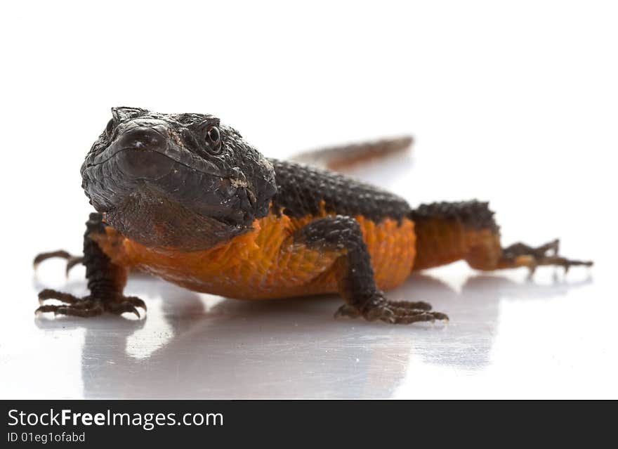 Transvaal Girdled Lizard (Cordylus vittifer) isolated on white background.