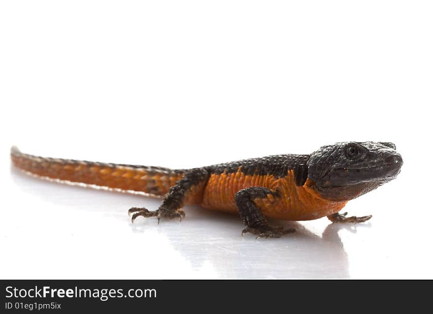 Transvaal Girdled Lizard (Cordylus vittifer) isolated on white background.