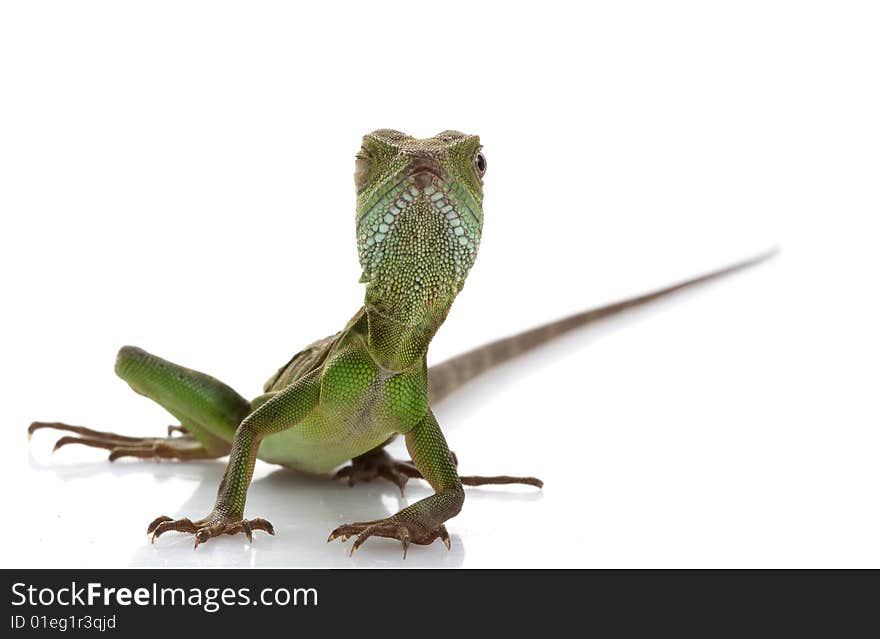 Baby Chinese Water Dragon (Physignathus cocincinus) isolated on white background.