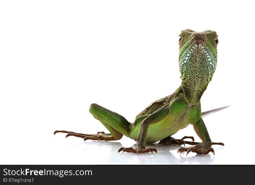 Baby Chinese Water Dragon (Physignathus cocincinus) isolated on white background.