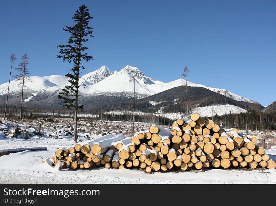 Trunks waiting for further processing after a storm in High Tatras in winter. Trunks waiting for further processing after a storm in High Tatras in winter