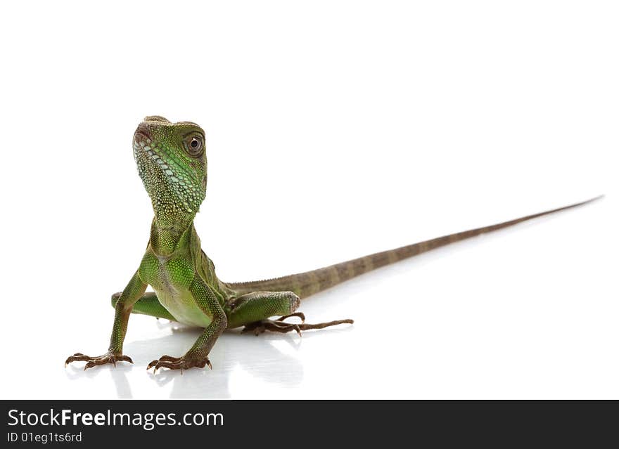 Baby Chinese Water Dragon (Physignathus cocincinus) isolated on white background.