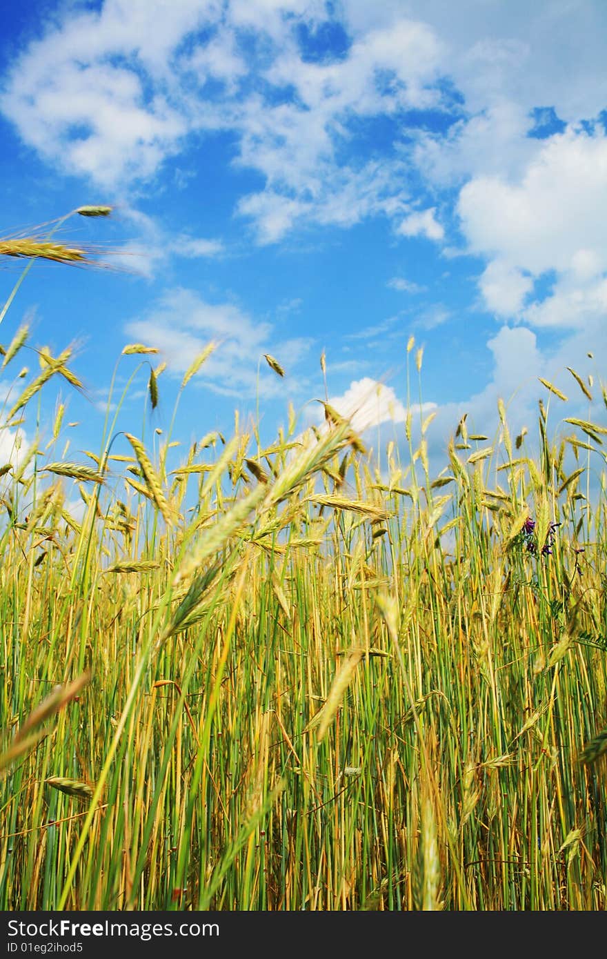 Field of wheat