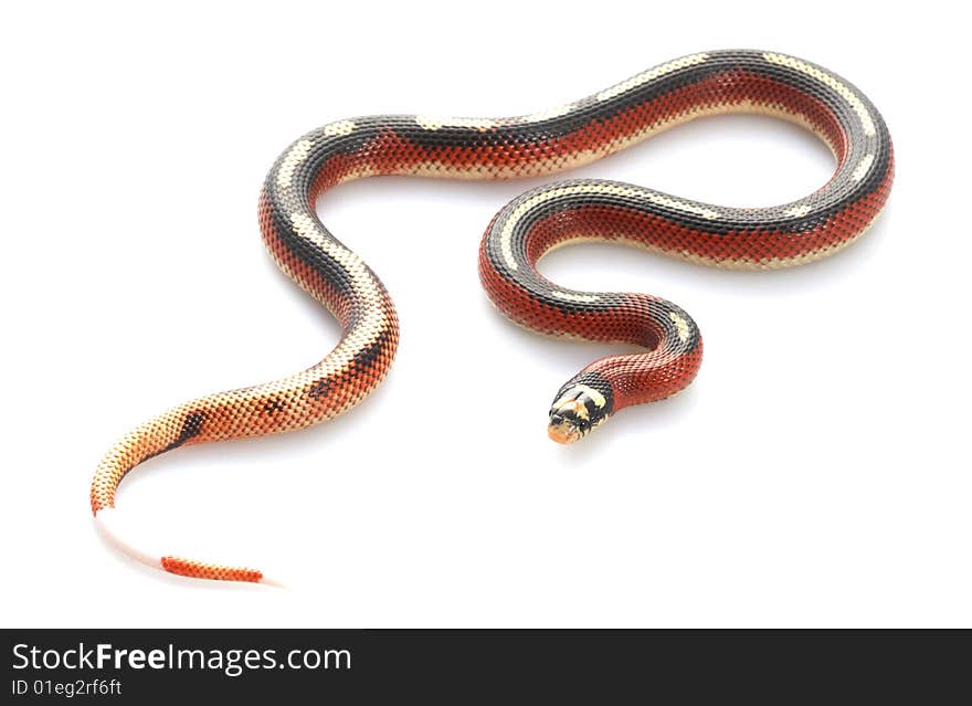 Striped Sinaloan Milksnake (Lampropeltis triangulum sinaloae) isolated on white background.