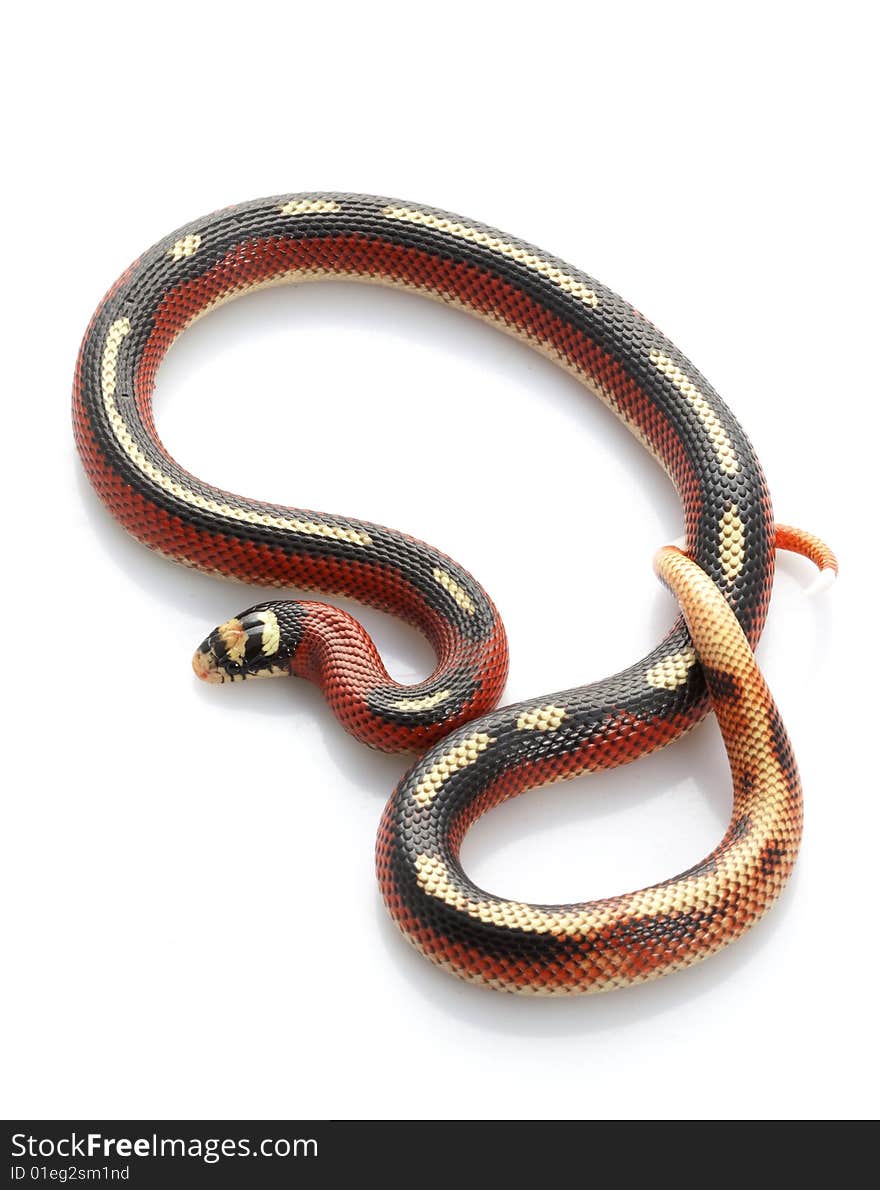 Striped Sinaloan Milksnake (Lampropeltis triangulum sinaloae) isolated on white background.