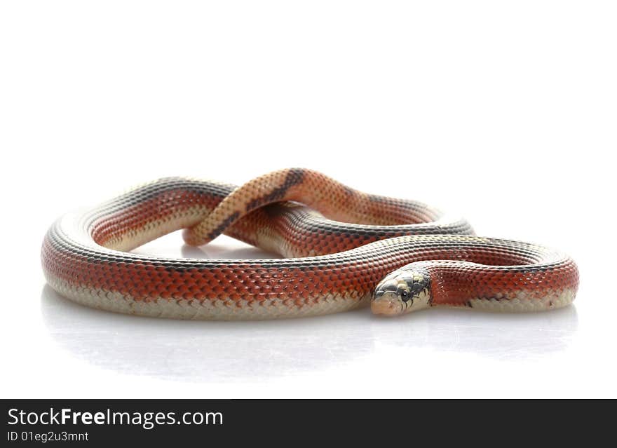 Striped Sinaloan Milksnake (Lampropeltis triangulum sinaloae) isolated on white background.