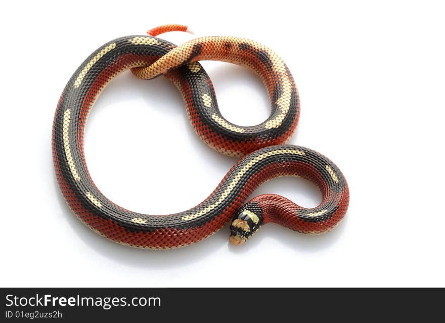 Striped Sinaloan Milksnake (Lampropeltis triangulum sinaloae) isolated on white background.