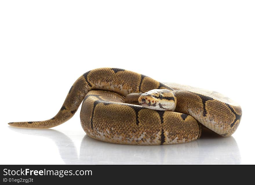 Spider Ball Python