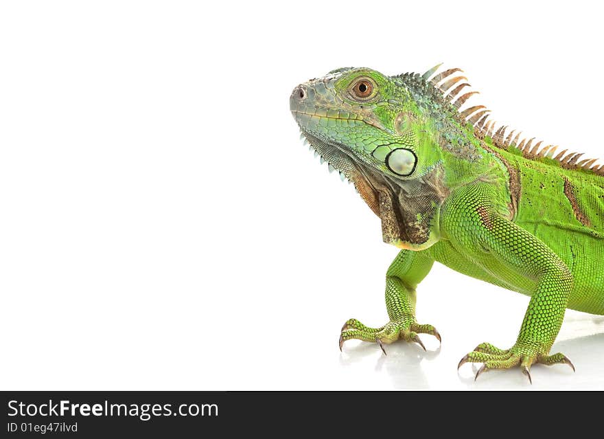 Green Iguana