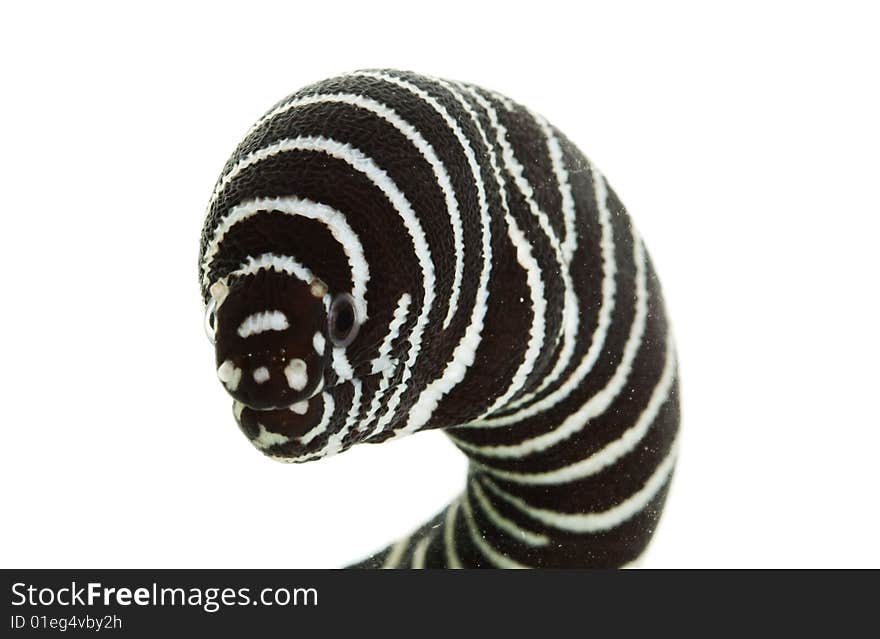 Zebra Moray Eel (Gymnomuraena zebra) isolated on white background.