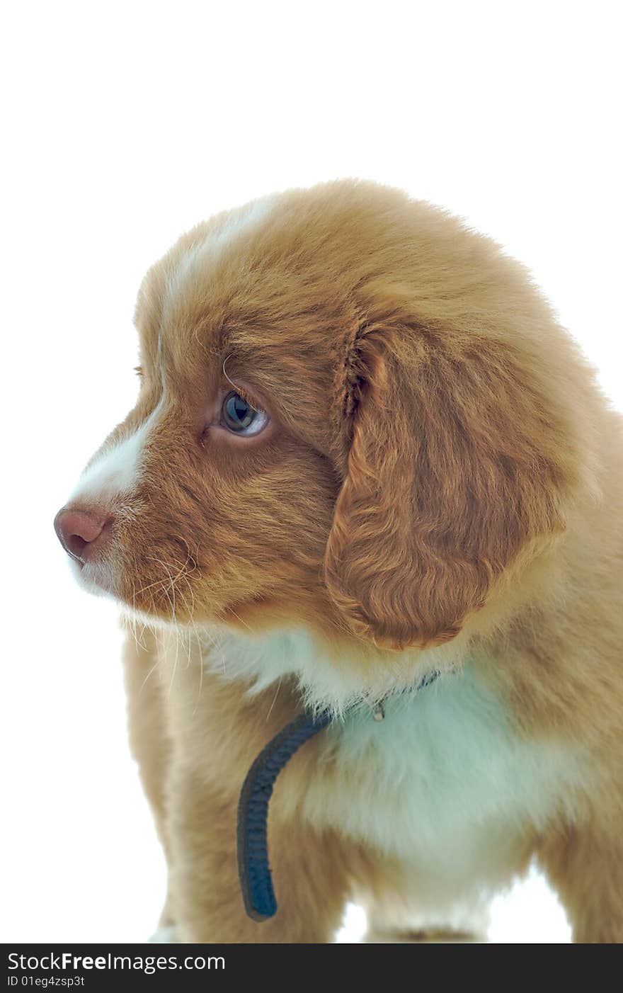 Nova Scotia Duck Toller Puppy