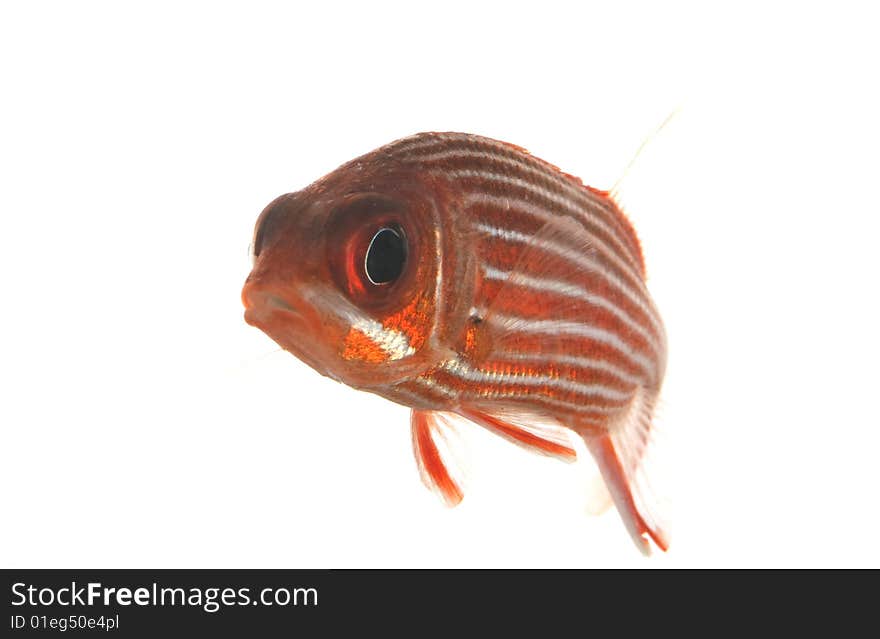 Big-eyed Soldierfish (Myripristis jacobus) isolated on white background.