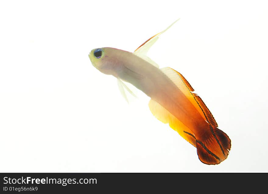 Firefish (Nemateleotris magnifica) isolated on white background.