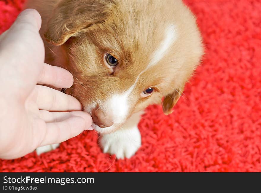 Nova Scotia Duck Toller puppy